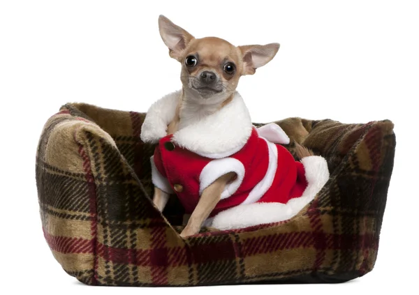 Chihuahua santa vestida, 25 meses de edad, sentado en la cama perrito frente fondo blanco — Stockfoto