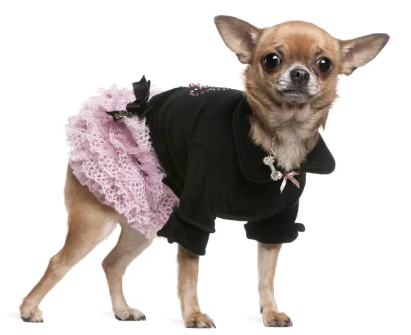 Chihuahua vestita di rosa e nero, 2 anni, in piedi davanti allo sfondo bianco — Foto Stock
