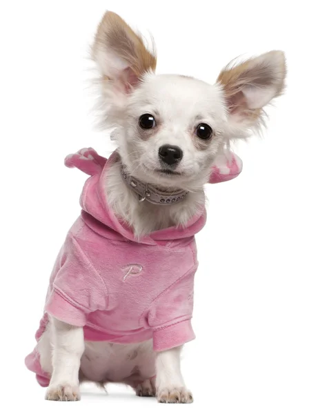 Chihuahua cachorro vestindo rosa, 5 meses, sentado na frente do fundo branco — Fotografia de Stock