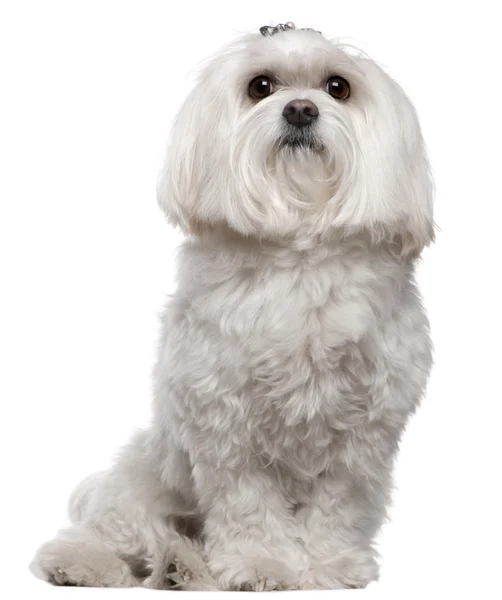 Maltese, 5 years old, sitting in front of white background — Stock Photo, Image