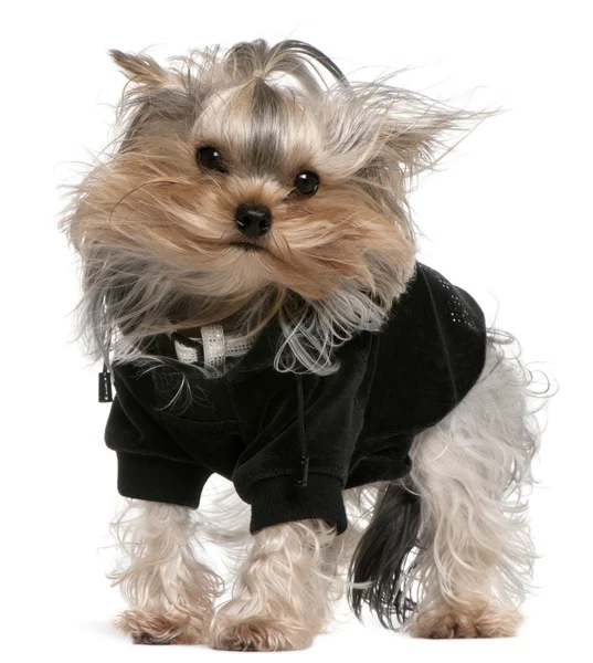 Yorkshire Terrier dressed up with hair in the wind, 14 months old, standing in front of white background — Stock Photo, Image
