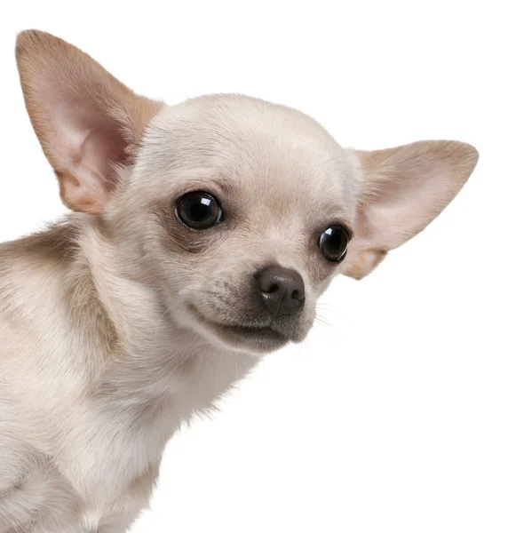 Nahaufnahme des 8 Monate alten Chihuahua vor weißem Hintergrund — Stockfoto