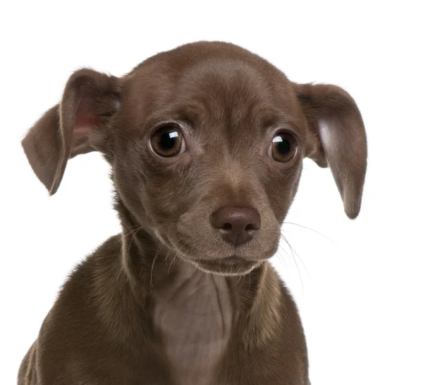 Primer plano del cachorro Chihuahua, de 4 meses de edad, frente a fondo blanco — Foto de Stock
