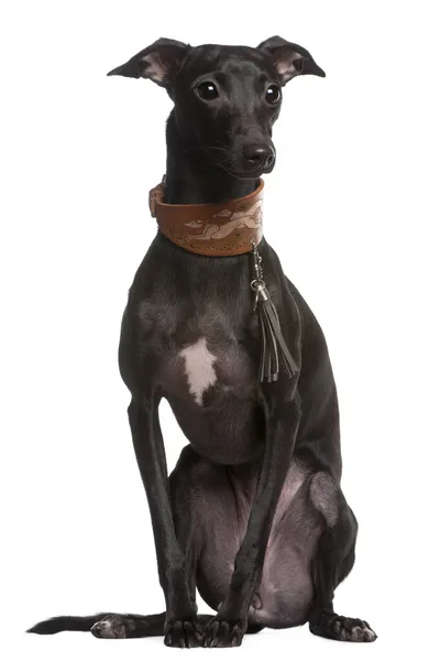 stock image Galgo Espanol or Spanish greyhound, 9 months old, sitting in front of white background