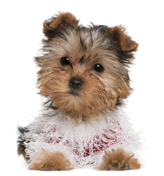 Yorkshire Terrier puppy dressed up, 3 months old, lying in front of white background — Stock Photo, Image