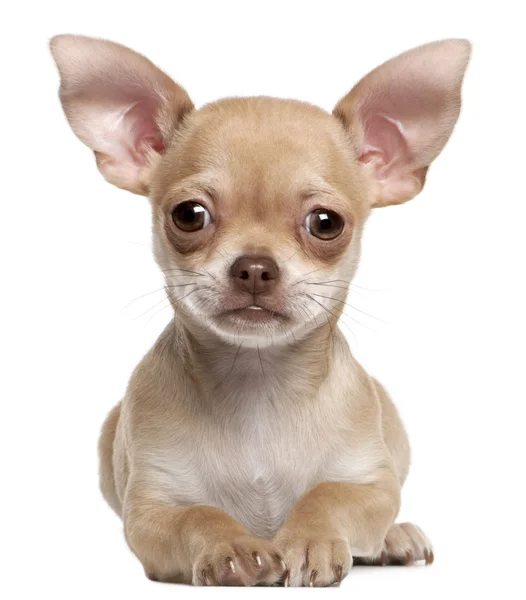 Chihuahua puppy, 2 months old, lying in front of white background — Stock Photo, Image