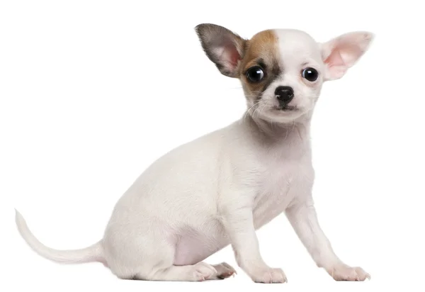Szczeniak Chihuahua, 2 miesiące, siedząc z przodu białe tło — Zdjęcie stockowe