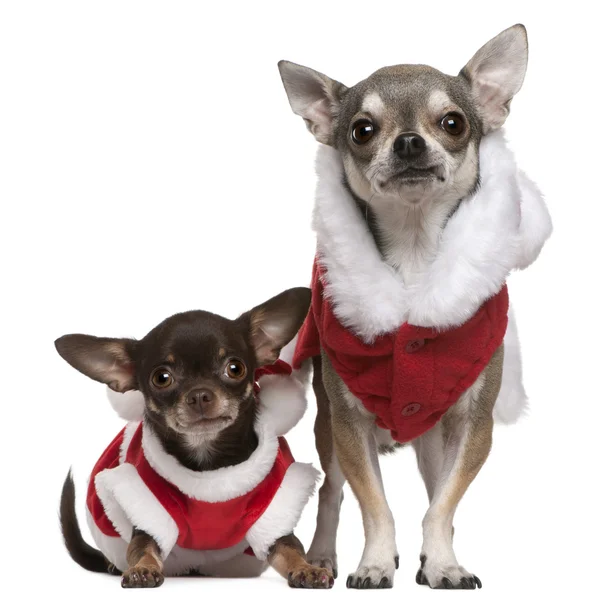 Chihuahuas klädd i santa kläder till jul framför vit bakgrund — Stockfoto