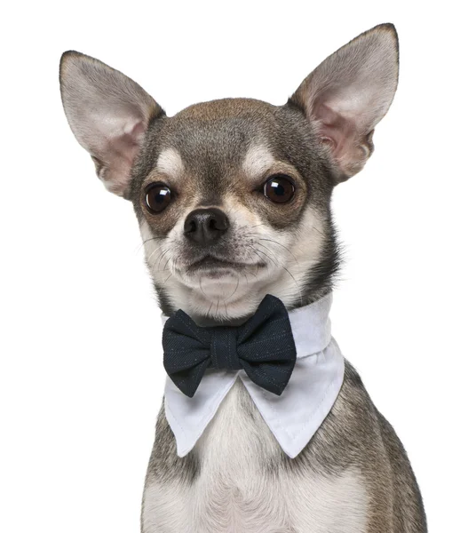 Chihuahua Ubrany bowtie, 3 lata stary, przed białym tle — Zdjęcie stockowe