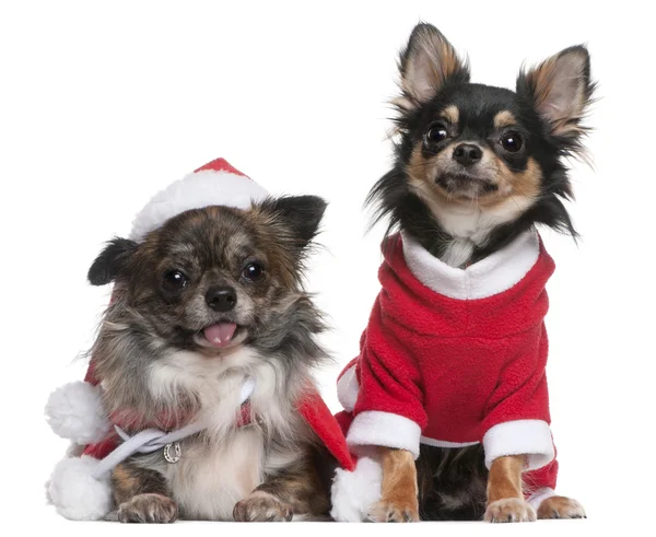 Chihuahua vestiti in abiti da Babbo Natale davanti a sfondo bianco — Foto Stock