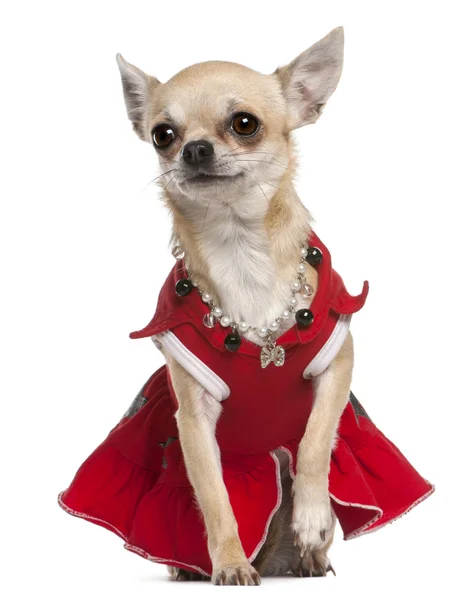 Chihuahua in rotem Kleid und Halskette sitzt vor weißem Hintergrund — Stockfoto