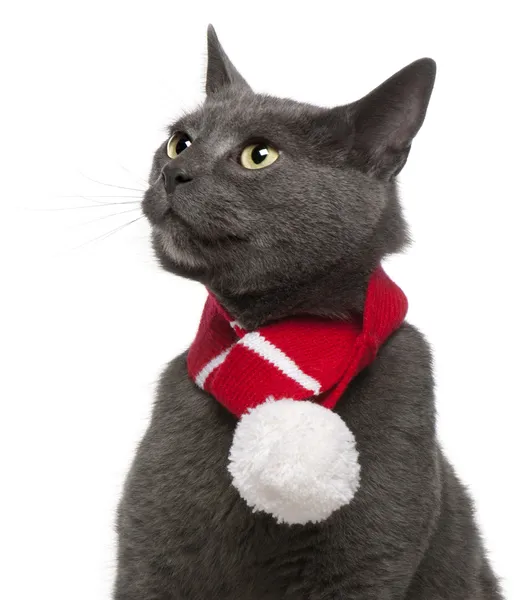 Chartreux cat nosit zimní šála, 3 roky starý, před bílým pozadím — Stock fotografie