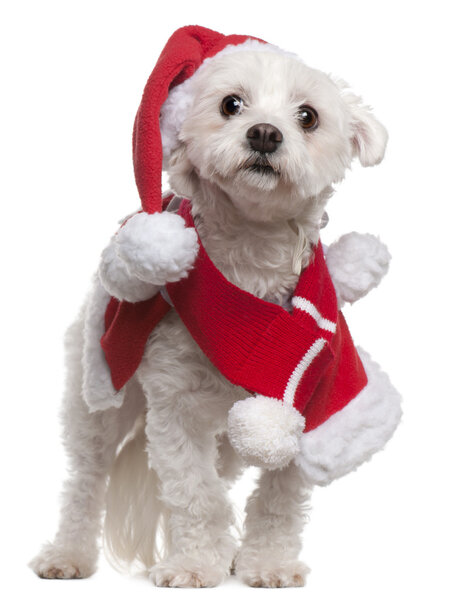 Maltese wearing Santa outfit, 3 and a half years old, standing in front of white background