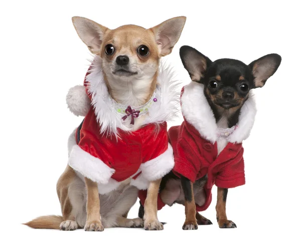 Chihuahua ubrany w santa stroje na Boże Narodzenie przed białym tle — Zdjęcie stockowe