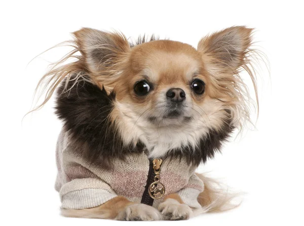 Chihuahua vistiendo suéter, 3 años, acostado frente a fondo blanco — Foto de Stock