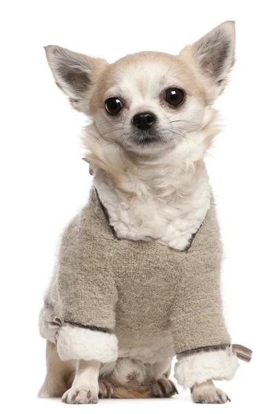 Chihuahua wearing sweater, 4 years old, sitting in front of white background — Stock Photo, Image