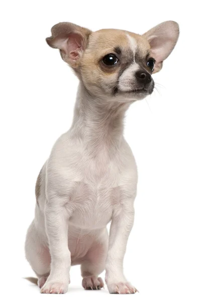 Chihuahua pup, 3 maanden oud, zitten in de voorkant van witte achtergrond — Stockfoto
