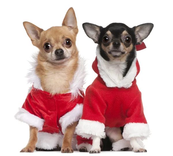 Chihuahuas dressed in Santa outfits for Christmas in front of white background — Stock Photo, Image