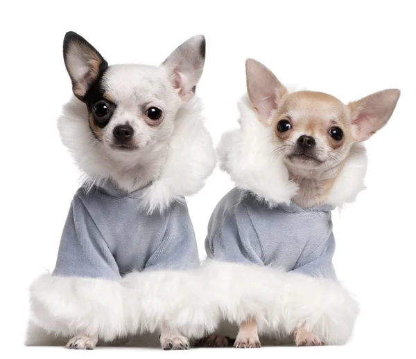 Chihuahua cachorros vestidos com roupas azuis de inverno sentado na frente do fundo branco — Fotografia de Stock