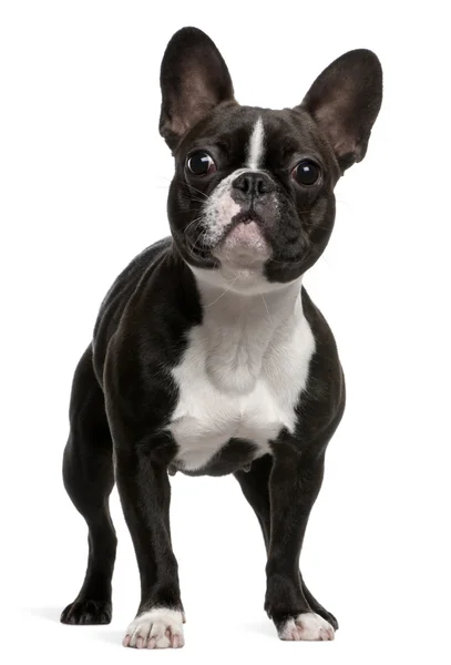 Bulldog francés, 1 año de edad, de pie frente al fondo blanco —  Fotos de Stock