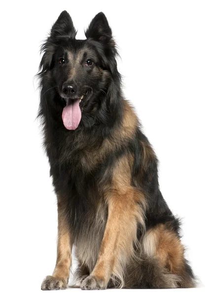 Belgian Shepherd dog or Tervuren panting, 12 years old, sitting in front of white background — Stock Photo, Image