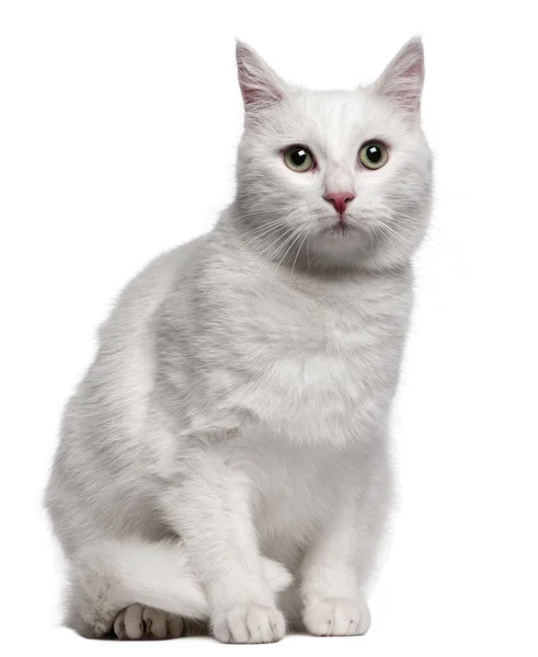 Mischlingskatze, 1 Jahr alt, sitzt vor weißem Hintergrund — Stockfoto