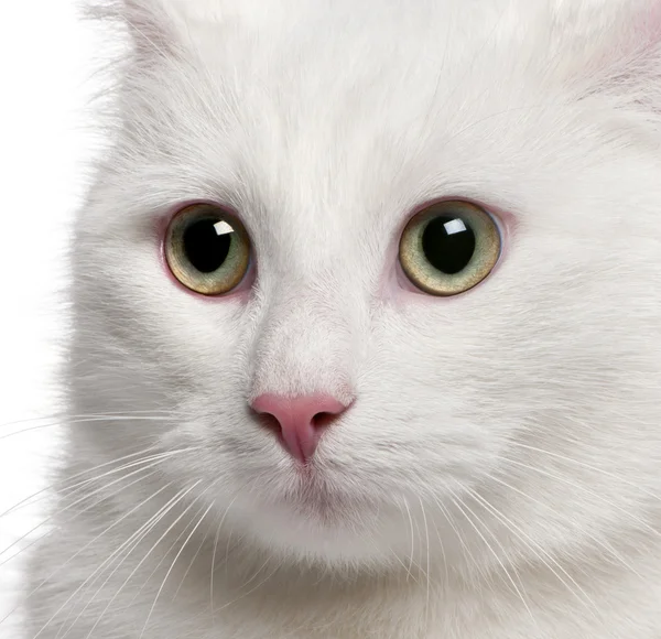 Close-up van gemengd-ras kat, 1 jaar oud, voor witte achtergrond — Stockfoto