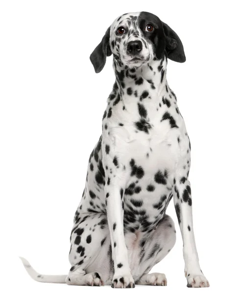 Dalmaçyalı, 2 yıl yaşlı, beyaz arka plan oturan ile karışık cins köpek — Stok fotoğraf
