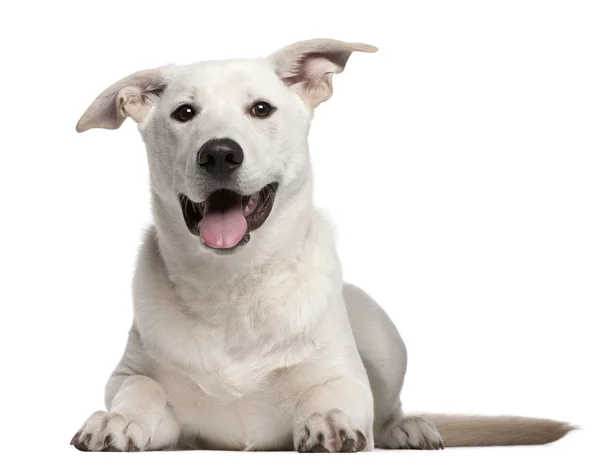Cachorro de raza mixta, de 5 meses de edad, acostado frente al fondo blanco —  Fotos de Stock