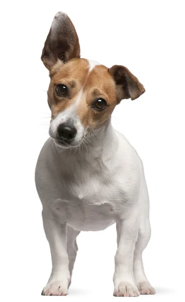 Jack Russell Terrier anak anjing, 2 bulan, berdiri di depan latar belakang putih — Stok Foto