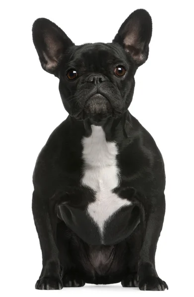 Bulldog francese, 3 anni, seduto davanti a uno sfondo bianco — Foto Stock
