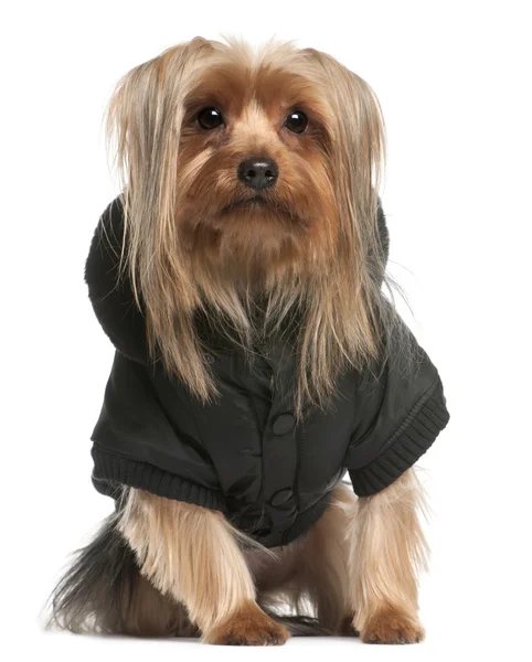 Yorkshire Terrier wearing hoodie, 2 years old, sitting in front of white background — Stock Photo, Image