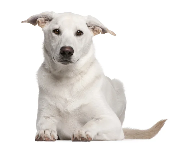 混合品種の子犬、5 ヶ月の前に横になっているホワイト バック グラウンド — ストック写真
