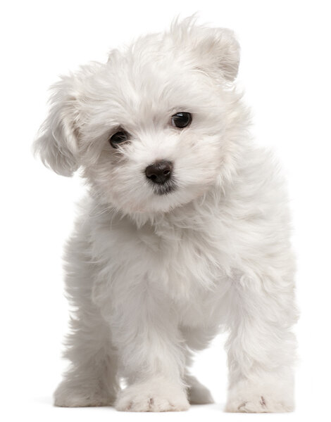 Maltese puppy, 2 months old, standing in front of white background