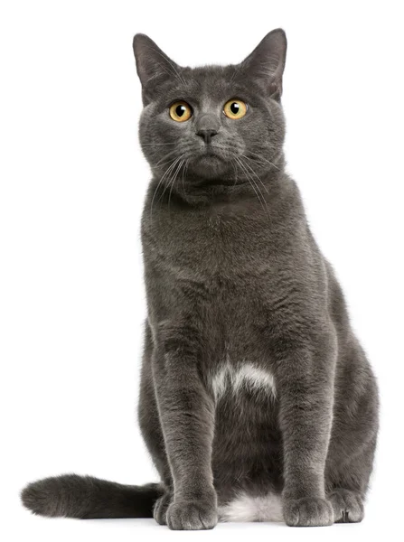 Chartreux kot, 6 miesięcy, siedząc z przodu białe tło — Zdjęcie stockowe