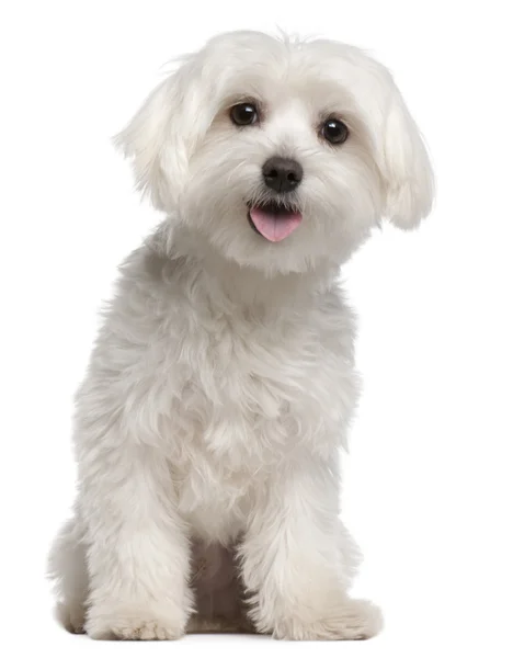 Maltees pup, 9 maanden oud, zitten in de voorkant van witte achtergrond — Stockfoto