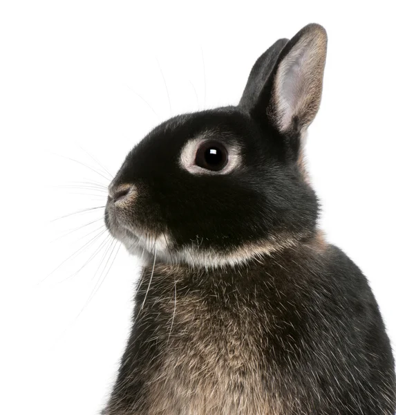 Close-up of rabbit in front of white background — Stock Photo, Image