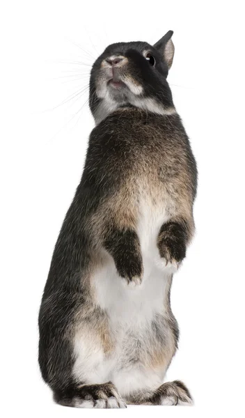 Кролик стоит на задних лапах на белом фоне — стоковое фото