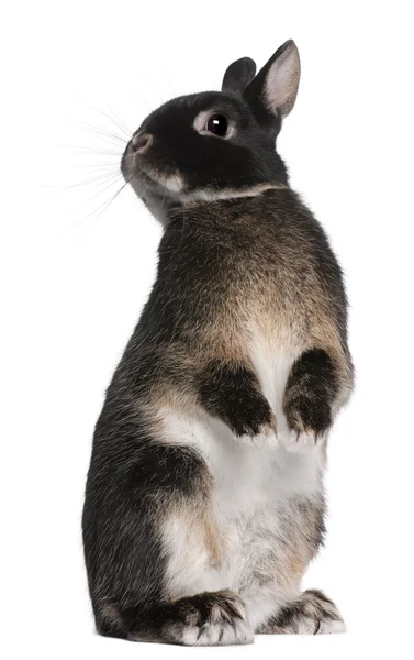 Rabbit standing on hind legs in front of white background — Stock Photo, Image