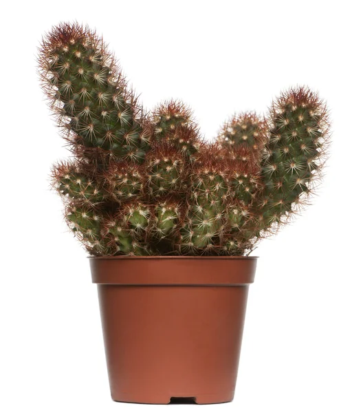 Cactus in front of white background — Stock Photo, Image