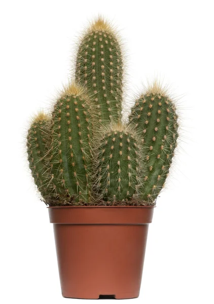 Cactus frente a fondo blanco — Foto de Stock