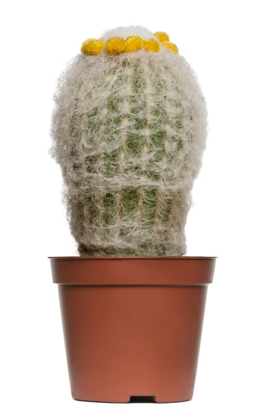 Cactus frente a fondo blanco — Foto de Stock