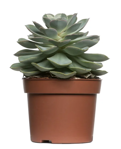 Succulent plant in front of white background — Stock Photo, Image