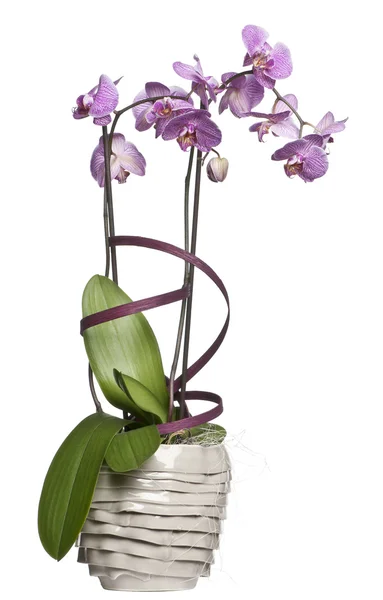 Potted orchid flowers in front of white background — Stock Photo, Image