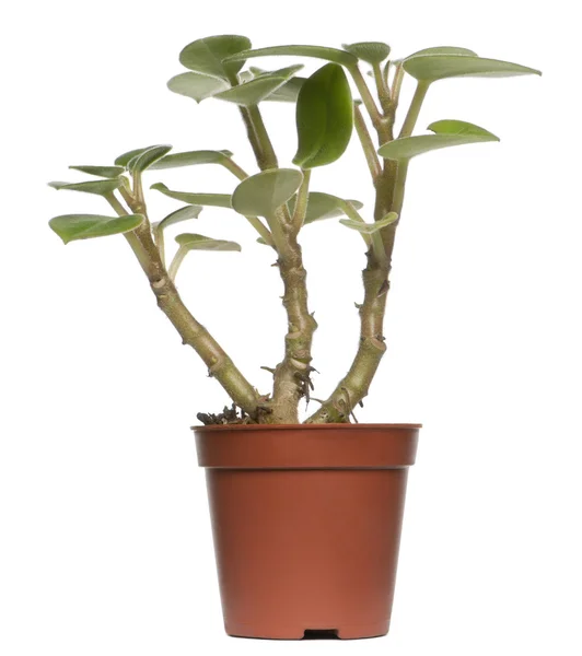 Planta suculenta na frente do fundo branco — Fotografia de Stock