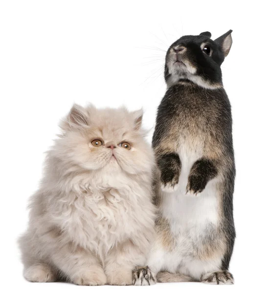 Jeune chat et lapin persan devant fond blanc — Photo