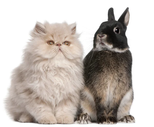 若いペルシャ猫およびウサギの白い背景の前に座っています。 — ストック写真