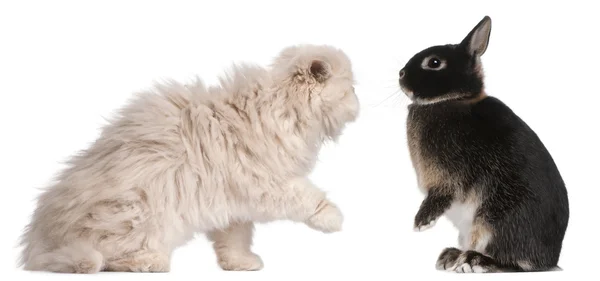 Ung persisk katt och kanin spela inför vita bak — Stockfoto