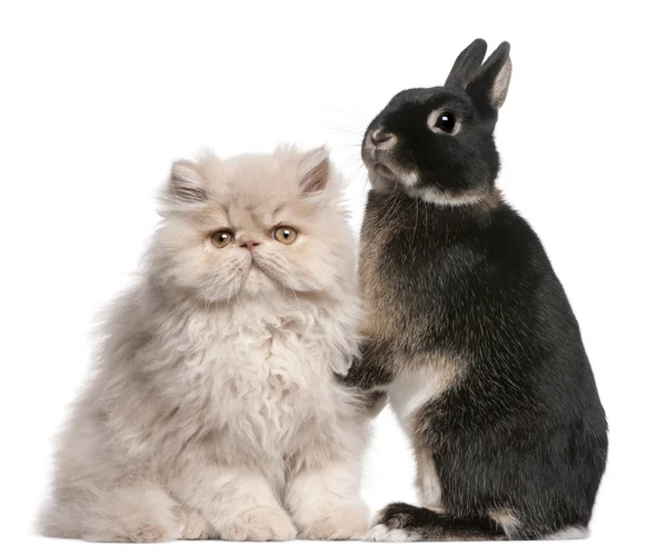 Jonge Perzische kat en konijn voor witte achtergrond — Stockfoto