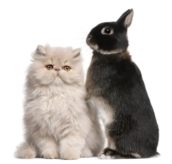 Genç Farsça kedi ve beyaz arka plan önünde tavşan — Stok fotoğraf